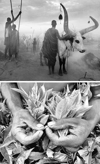 ‘파가라우 방목 캠프의 틴카족’(수단 남부·2006년·위)과 ‘창구구 근교 농원에서 찻잎따기’(르완다·1991년).