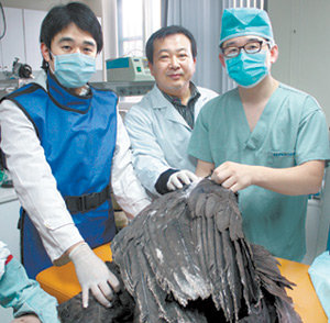 날개가 부러진 독수리를 치료 중인 김종택 교수(가운데)와 의료진. 이인모 기자