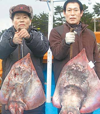 8개월 전 전남 흑산도 앞바다에서 풀어준 홍어를 이달 초 변산반도 앞바다에서 다시 잡은 최한동 선장(왼쪽)과 심동열 선장이 홍어를 들어 보이고 있다. 사진 제공 국립수산과학원 서해수산연구소 ☞ ‘물 반 홍어 반’ 흑산도 66년 만에 풍어