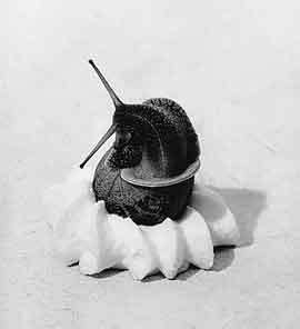 생크림 위로 올라간 달팽이를 찍은 프란체스코 젠나리의 사진.