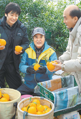 제주 한라봉 농장에서 연창모 롯데백화점 농산 선임MD(오른쪽)가 농부들과 함께 과일 중량과 상태를 두고 이야기를 나누고 있다. 그는 “숙련된 재배기술이 최상품 과일을 만들어낸다”고 말했다. 사진 제공 롯데백화점