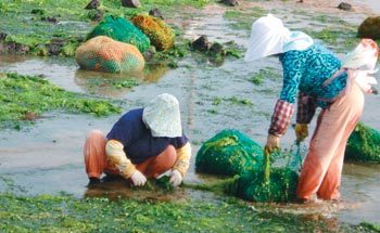 여름철 해안 악취의 주범인 파래가 전복양식을 위한 사료로 개발되는 등 자원으로 활용된다. 동아일보 자료 사진