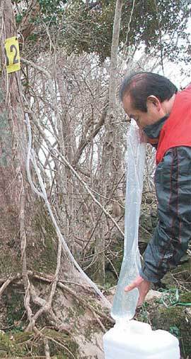 한그루에서 최대 18L씩 채취 한라산 해발 400m 이상 산림지대에서 고로쇠 수액 채취가 한창이다. 지난해 시험판매를 거쳐 올해부터 본격적으로 팔리고 있다. 임재영 기자y