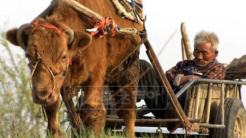 영화 ‘워낭소리’ 스포츠동아DB