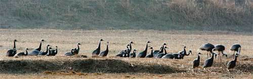 천연기념물 제203호 재두루미들이 경기 고양시 장항습지에서 휴식을 취하고 있다. 이들은 먹이를 먹는 곳(김포평야와 한강)과 잠을 자는 곳(장항습지)을 따로 정하는 습성이 있다. 동아일보 자료 사진