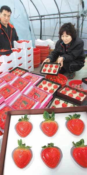 전남 강진군 새바람하트딸기 영농조합법인 농민들이 선보인 하트딸기. 일반 딸기보다 값이 4, 5배 비싸지만 백화점 등에서 소비자의 인기를 얻고 있다.