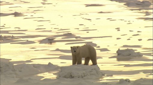 9개월간 추적한 지구 온난화의 상처를 그린  MBC '북극의 눈물'의 한 장면. 사진제공 MBC.