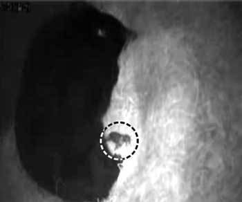 아기곰 탄생의 순간지리산 반달가슴곰의 출산 직후 모습. 왼쪽 큰 물체가 어미곰(위쪽이 머리)이고 오른쪽 아래에 있는 작은 물체가 새끼곰이다. 폐쇄회로(CC)TV 화면을 찍은 사진이라 화질이 좋지 않다. 사진 제공 국립공원관리공단