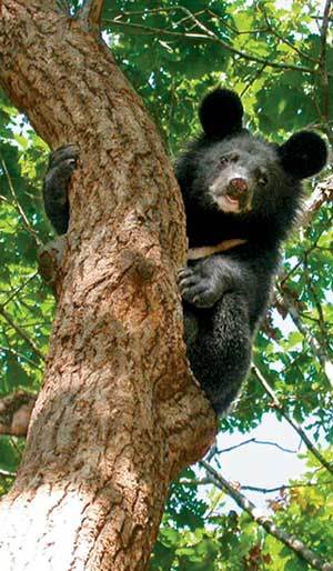 지리산에 야생 반달가슴곰을 방사하는 멸종위기종 복원사업이 올해로 10년째를 맞는다. 현재 지리산에 방사된 반달가슴곰 17마리는 야생에서 새끼를 낳는 등 잘 적응하고 있다는 평가를 받는다. 나무 위에 올라가 있는 반달가슴곰. 사진 제공 국립공원관리공단