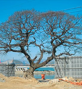 부산 강서구 천가동 율리마을 앞 수령 300년짜리 팽나무. 부산시는 신항만 공사로 고사위기에 놓인 팽나무 두 그루를 바닷길을 이용해 해운대 나루공원으로 옮긴다. 사진 제공 부산시