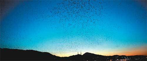 최근 저녁 무렵 울산 태화강 하늘을 뒤덮은 까마귀떼. 울산시는 24일 오후 6시 남구 삼호대숲에서 까마귀 군무 관찰 행사를 연다. 사진 제공 울산시