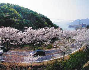 충북도가 ‘충북 알짜 관광 상품 10선’을 내놨다. 이 가운데 하나인 충북 제천시 청풍호반의 벚꽃길. 동아일보 자료 사진