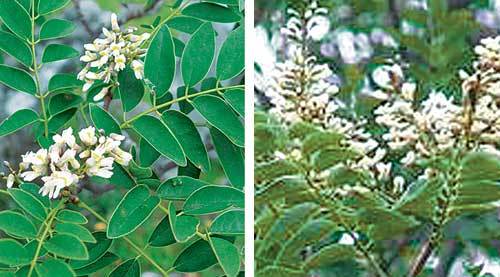 비슷하게 생긴 솔비나무(왼쪽)와 다릅나무 사진. 두 종은 특정 유전자의 위치와 개수에서 확연하게 차이가 난다. 국립생물자원관은 이 연구를 통해 솔비나무가 국내 고유종임을 입증했다. 사진 제공 국립생물자원관