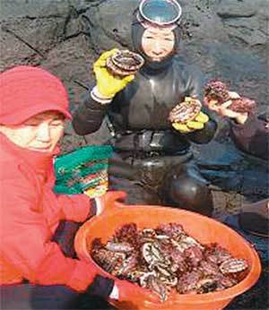 제주지역 마을 공동어장에서 해녀들이 전복을 채취해 분류한 결과 자연산이 거의 사라지고 멸종위기에 놓인 것으로 나타났다. 사진 제공 제주도