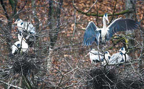강원 횡성군 서원면 압곡리의 번식지를 찾아온 왜가리들. 횡성=이인모 기자
