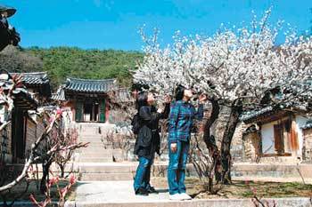 경북 안동시 도산서원을 찾은 관광객들이 매화를 감상하고 있다. 동아일보 자료 사진