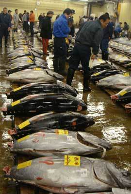 18일 새벽 일본 도쿄 쓰키지 시장. 경매를 앞두고 상인들이 어획국과 번호가 적힌 뚱뚱한 참치들을 살펴보고 있다. 도쿄=김범석 기자