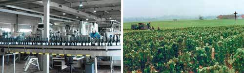 이달 11일 프랑스 보르도에 
있는 바롱 필리프 드 로칠드 회사의 무통 카데 생산 현장(왼쪽)과 부르고뉴 로마네콩티 포도밭에서 지난해 9월 포도를 수확하는 
장면.