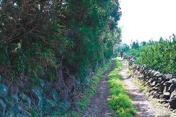 제주시 애월읍 해안과 산간 돌담길을 걸으며 돌염전, 저수지, 항몽유적지 등을 만나는 올레 16코스가 27일 개장한다. 사진 제공 제주올레