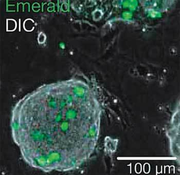 줄기세포 무리에서 유전자만 형광으로 빛나게 한 모습. 사진 제공 경상대
