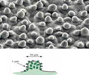연꽃잎 표면의 나노 구조를 전자현미경으로 찍은 사진. 빽빽하게 들어선 돌기가 물을 튕겨낸다. 사진 제공 KAIST