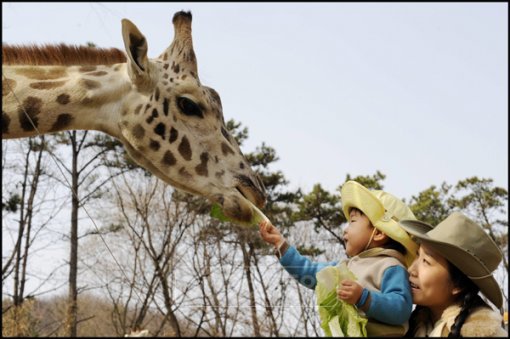 삼성에버랜드의 초식 사파리는 어린이들이 기린과 얼굴을 마주 보며 먹이를 주는 등 동물을 만지고 교감할 수 있는 게 매력이다. 사진제공｜삼성에버랜드