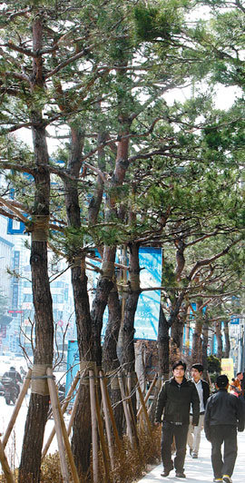 많은 지방자치단체에서 소나무를 가로수로 심고 있다. 소나무 가로수는 시민들의 스트레스 해소에 좋고 온실가스 흡수 능력도 탁월하지만 병충해에 약하고 쉽게 더러워지는 등 관리가 쉽지 않다는 지적도 있다. 30일 서울 중구 퇴계로 일대에 조성된 소나무 가로수 거리를 시민들이 걷고 있다. 원대연 기자