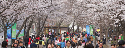 서울 광진구 능동 어린이대공원은 거대한 왕벚나무가 많아 벚꽃이 피는 봄이면 가장 화려하게 변신한다. 동물원과 놀이시설까지 한 공간에 있어 봄나들이 장소로 적합하다. 지난해 봄 벚꽃이 만개한 어린이대공원 모습. 사진 제공 서울시
