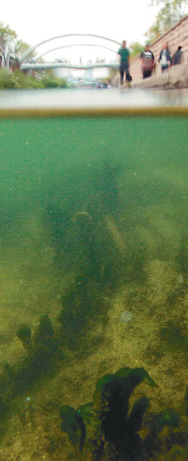 지난해 10월 서울 청계천에 녹조현상이 발생했다. 녹조현상은 질소 등이 갑자기 증가하면서 녹조류가 이상 증식하는 것을 말한다. 녹조류가 물의 표면을 덮기 때문에 물속에녹아있는 산소량은 줄어든다. 물이 오염되고 물고기 등 수중 생물은 폐사하기 쉽다.동아일보 자료 사진