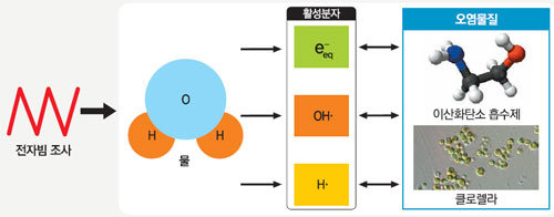 전자빔을 쪼인 물 분자는 여러 가지 활성 분자로 나뉜다. 활성 분자는 이산화탄소 흡수제(MEA)와 반응해 이 물질을 분해한다. 활성 분자는 또 녹조류의 엽록소를 파괴한다. 녹조류의 광합성 작용을 막아 적조 현상을 줄일 수 있다. 자료 제공 연세대