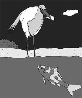 해오라기가 잉어를 사냥하는 법은 독특하다. 해오라기는 풍족했던 과거에 대한 잉어의 욕망을 이용해 사냥을 한다. 사진
 제공 웅진지식하우스