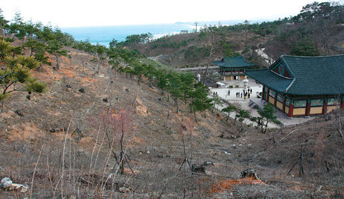 산 위쪽에서 바라본 낙산사 전경. 군데군데 검은 점처럼 보이는 것이 불에 타 밑동이 잘려 나간 나무들이다. 양양=이인모 기자