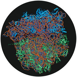 리보솜의 3차원 구조. 아다 요나트 박사는 결정으로 만든 리보솜에 X선을 쐈을 때 X선이 흩어지는 패턴을 파악해 리보솜의 정밀 구조를 알아냈다.