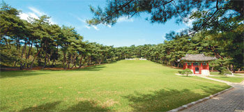 충남 아산시 음봉면 삼거리의 소나무 숲. 충남도가 아름다운 숲 가꾸기 대상 지역으로 선정해 소나무 생육 환경 조성에 힘쓴 결과 한층 울창하고 아름다워지고 있다. 사진 제공 충남도