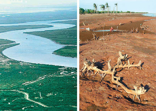 메콩 강은 인근 주민 6000만 명의 삶의 터전이자 다양한 생물을 키워내는 인도차이나의 젖줄이다. 최근 기후변화로 메콩 강은 몸살을 앓고 있다. 가뭄과 댐 건설 등으로 수량이 줄면서 해수가 넘나들어 비옥한 메콩 강 삼각주를 황폐하게 하고 있다. ‘S’자를 그리며 흐르는 메콩 강(왼쪽) 모습과 바닷물로 폐허가 된 지역이 대조적이다. 사진 제공 세계자연보호기금(WWF)