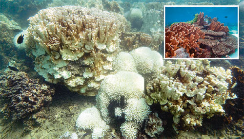 올해 3월 로드하우 섬 인근 해역에서 촬영한 산호. 2003년 4월까지만 해도 갈색과 초록색 등 형형색색으로 아름답게 빛나던 산호(오른쪽 위)는 현재 기후변화에 따른 수온 상승으로 색깔이 하얗게 변하면서 서서히 죽어간다. 사진 제공 피터 해리슨 교수