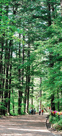 강원 평창군이 월정사 옛길로 새롭게 단장한 오대산 숲길. 사진 제공 평창군