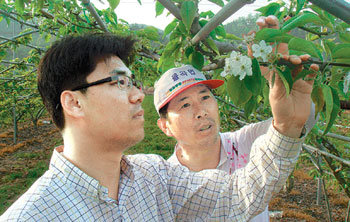 4일 문상윤 롯데마트 과일 담당 상품기획자(MD·왼쪽)가 경남 합천군 율곡면의 한 배 농가에서 배꽃을 살펴보고 있다. 사진 제공 롯데마트