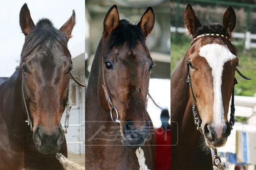 앵거스엠파이어 프리허그 행운대왕(왼쪽부터). 스포츠동아DB