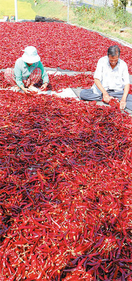 충남 태안지역에서 생산되는 태양초는 풍부한 해무와 일조량 등으로 깊은 맛을 낸다. 사진 제공 태안군청