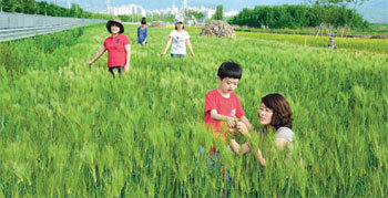 대구 달서구 호림동 금호강 둔치에 조성된 산책로에서 주민들이 우거진 청보리를 만져보고 있다. 사진 제공 달서구