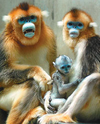 경기 용인시 에버랜드가 20일 공개한 세계적 희귀종인 ‘황금원숭이’의 수컷 새끼(가운데). 중국에서 건너온 수컷 ‘손오공’(왼쪽)과 암컷 ‘손소운’ 사이에서 지난달 1일 태어났다. 사진 제공 에버랜드