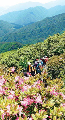 제28회 소백산 철쭉제가 30일까지 열린다. 분홍빛으로 물든 철쭉길을 등산객들이 오르고 있다. 동아일보 자료 사진