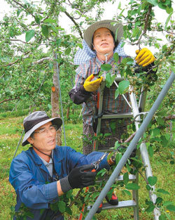 고 서후원 중사의 아버지 서영석 씨(왼쪽)와 어머니 김정숙 씨가 19일 경북 의성군 옥산면에 있는 사과 과수원에서 열매를 솎아내고 있다. 부부가 몸져누울 때마다 서 중사가 직접 돌보던 그 과수원이다. 의성=원대연 기자