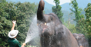 여름철 더위에 대비해 동물원도 건강한 여름나기 작전에 돌입했다. 지난해 서울동물원에서 코끼리가 물로 샤워하고 있다. 사진 제공 서울시