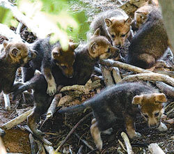 지난달 대전동물원에서 자연 상태와 흡사한 사파리에서 사육되던 한국늑대들 사이에서 새끼6마리가 태어났다. 사진 제공 대전동물원