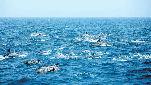 15일부터 모로코에서 열리는 국제포경위원회(IWC) 총회에서 1986년부터 금지된 고래잡이 재개 여부가 논의될 예정이다. 사진은 지난해 울산 앞바다에 나타난 고래떼. 사진 제공 울산시