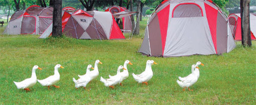 강원 춘천 중도유원지 캠핑장을 어슬렁거리는 오리 가족들. 캠핑은 인간과 자연 그리고 동물들의 소박한 어우러짐이다.