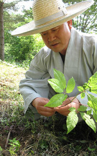 경북 문경 대승사 내방객들의 산사체험을 돕기 위해 철산 스님은 올해도 인근 산기슭에 열 가마니나 되는 삼 씨앗을 뿌렸다고 한다. “이건 10년쯤 자란 겁니다.” 삼 뿌리를 직접 캐며 스님은 “산삼을 캐는 기분 그 자체가 약이 된다”고 말했다. 문경=박선희 기자 teller@donga.com