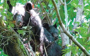 국립공원관리공단 멸종위기종복원센터가 지난해 9월 촬영한 반달가슴곰 8번 개체(왼쪽)와 새끼곰. 나무 위에서 쉬고 있는 새끼곰은 지리산 반달곰 중 처음으로 야생에서 자연분만으로 태어났다. 사진 제공 국립공원관리공단